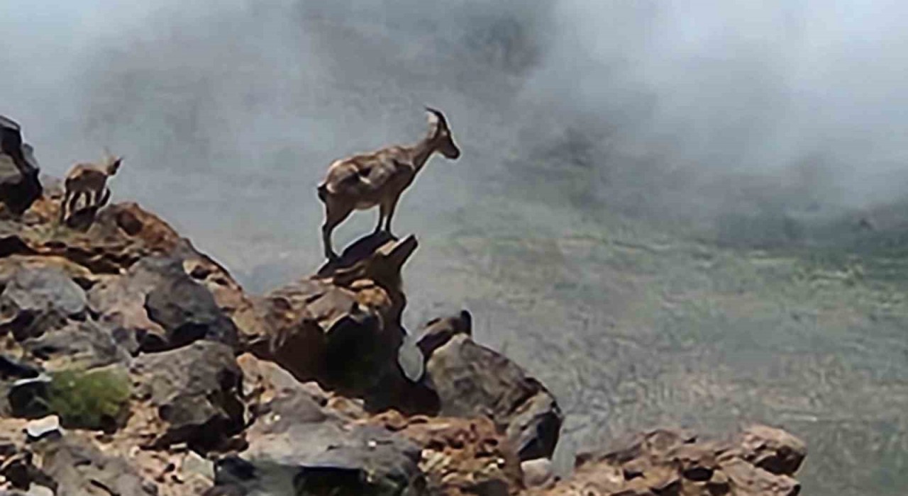 Ağrı Dağında 4 bin rakımda dağ keçileri görüntülendi