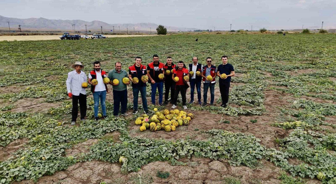 Ağrının verimli tarlalarında kavunlar tezgâha hazırlanıyor