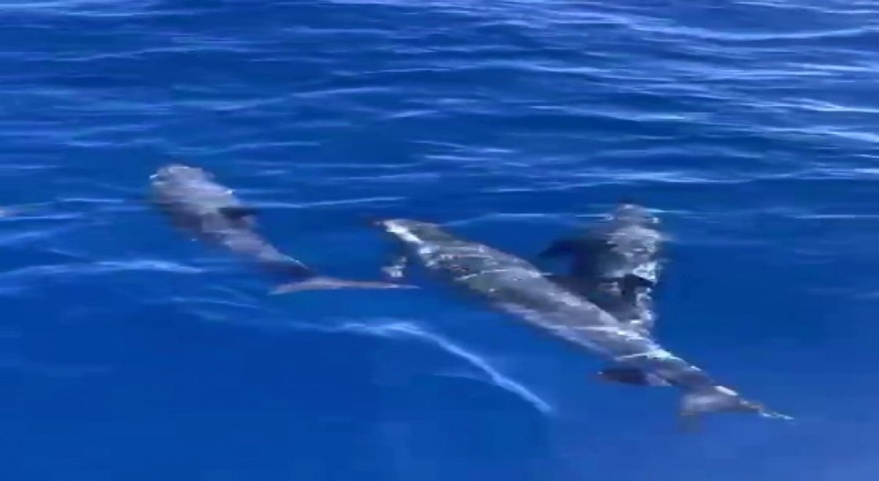 Akdenizde yunusların görsel şöleni