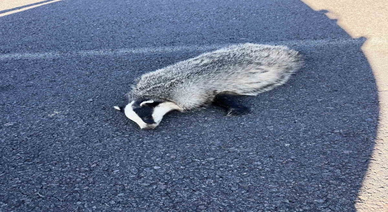 Akyakada aracın çarptığı porsuk telef oldu