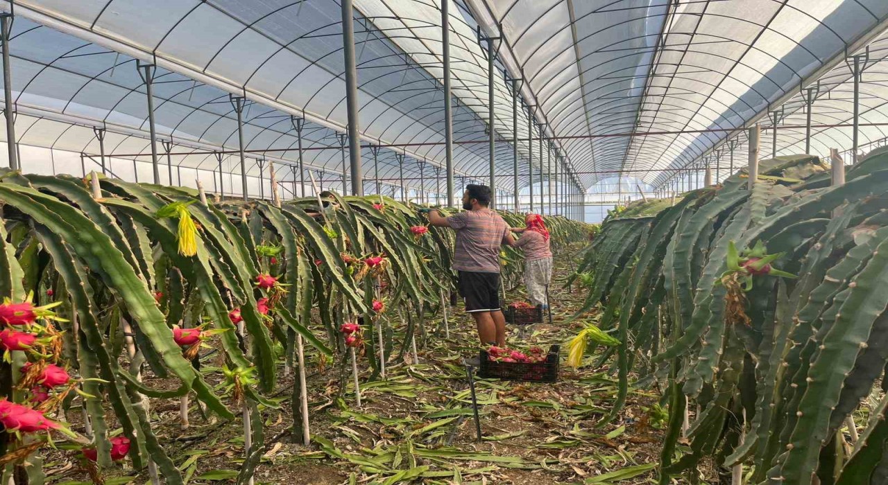 Alanyada  seralarda ejder meyvesi hasadı başladı