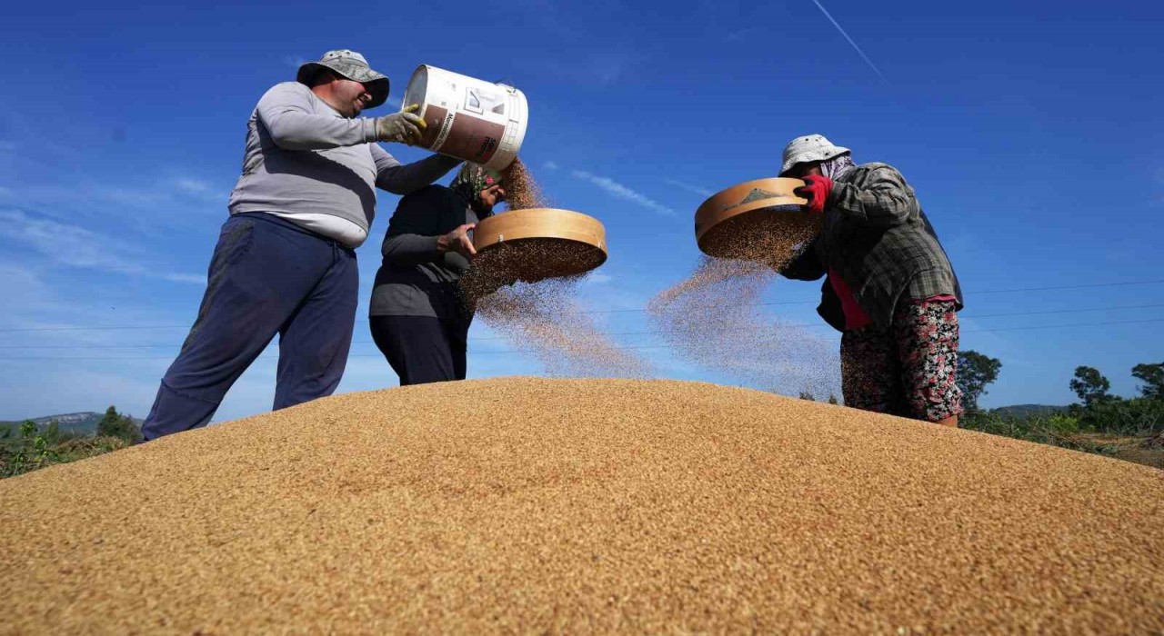 Altın susamda ‘Deli Mehmet bereketi