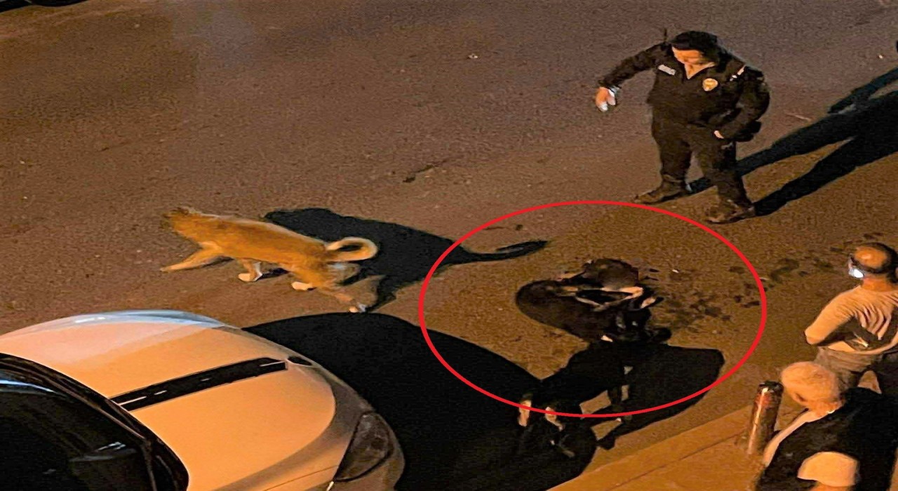 Altınordu Belediyesi çöp kamyonu sokak köpeğini ezdi