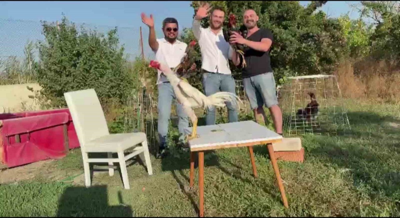 Amasyada düğünde damada 250 bin TL değerinde Hint horozu hediye edildi