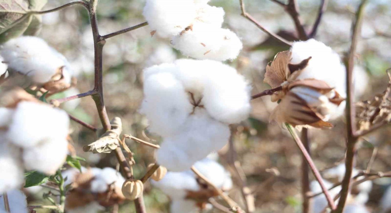 Amik Ovasında beyaz altın pamukta 140 bin ton rekolte bekleniyor