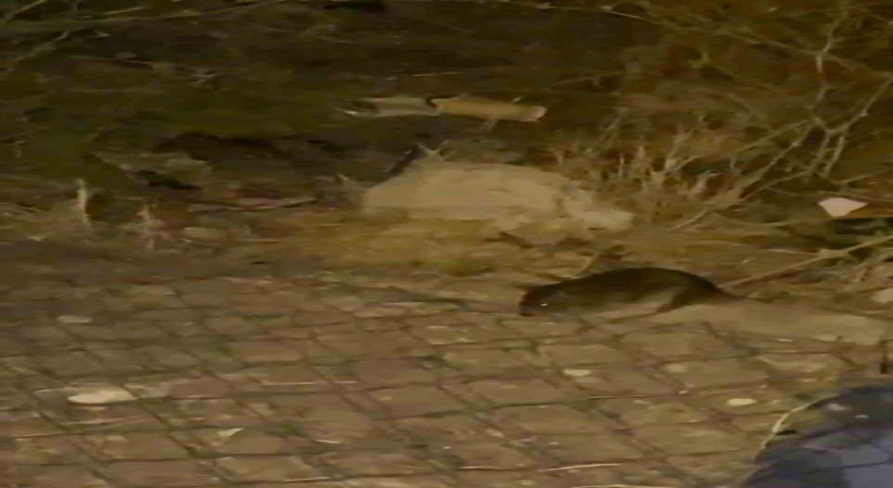 Ankara sokaklarını fareler bastı