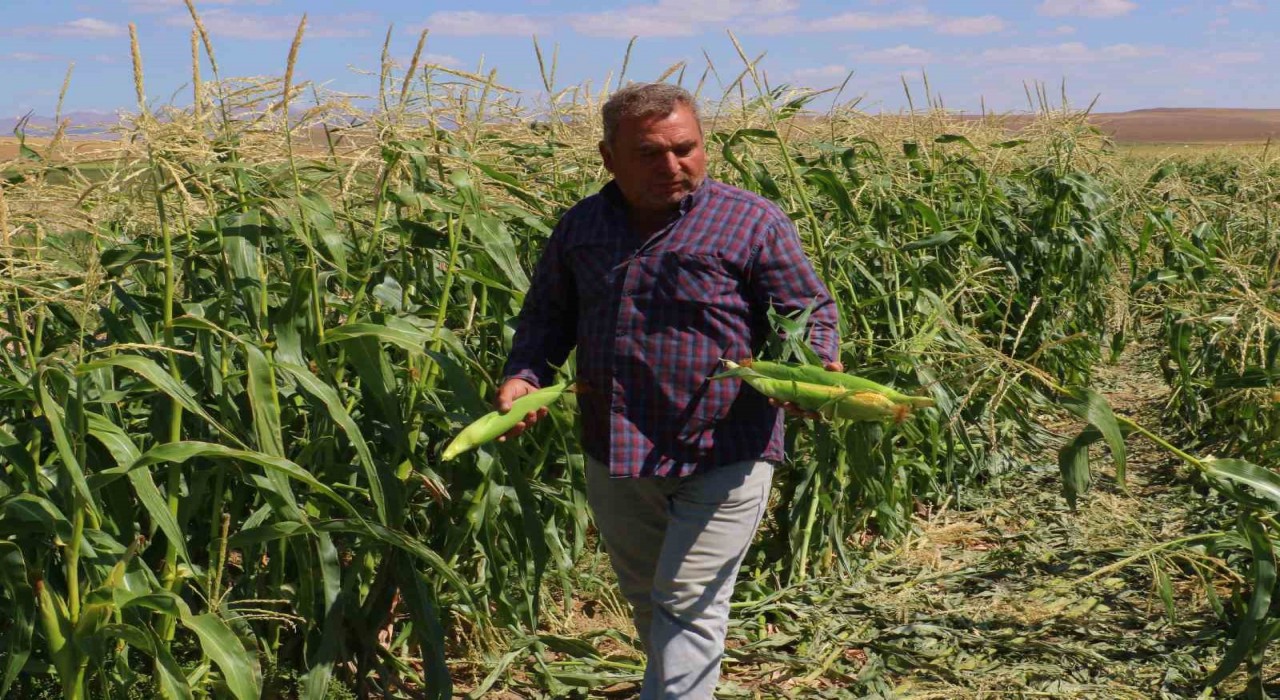 Ankarada mısır hasadı başladı