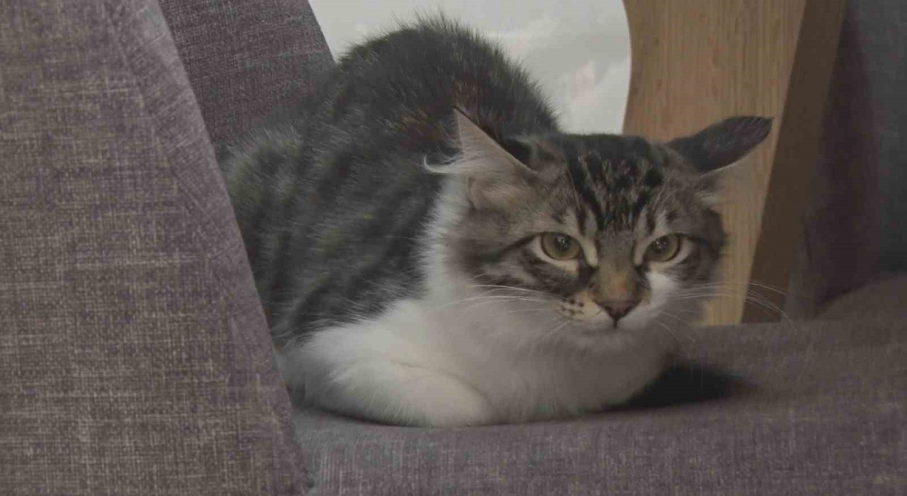 Ankarada vatandaşın çabalarıyla kurtarılan kedi Hollanda yolcusu