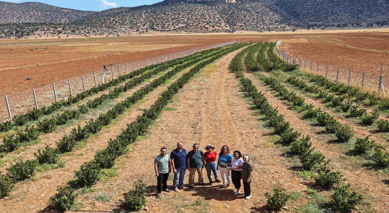 Antalyada aronya ve böğürtlen hasadı bereketi