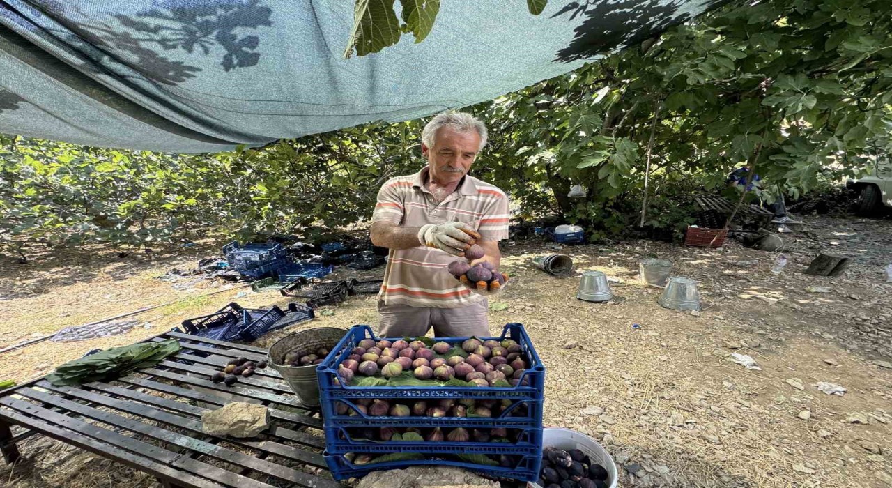 Antalyada siyah incir hasadı başladı