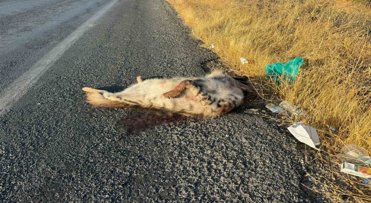 Aracın çarptığı çizgili Anadolu sırtlanı telef oldu