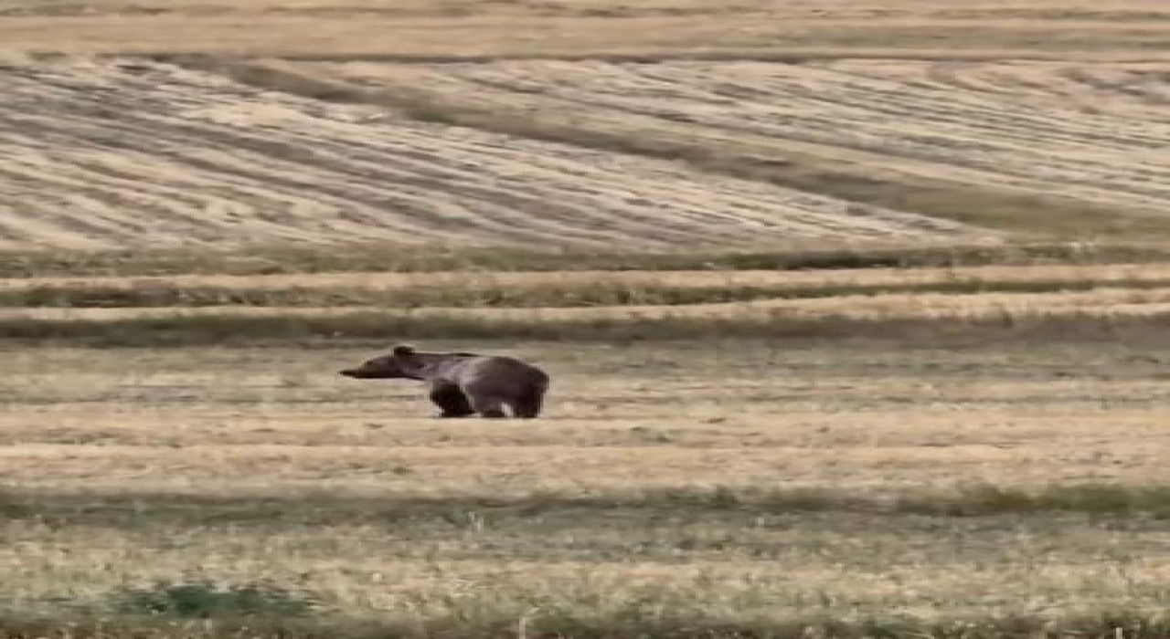 Ardahanda boz ayı tarlaya indi