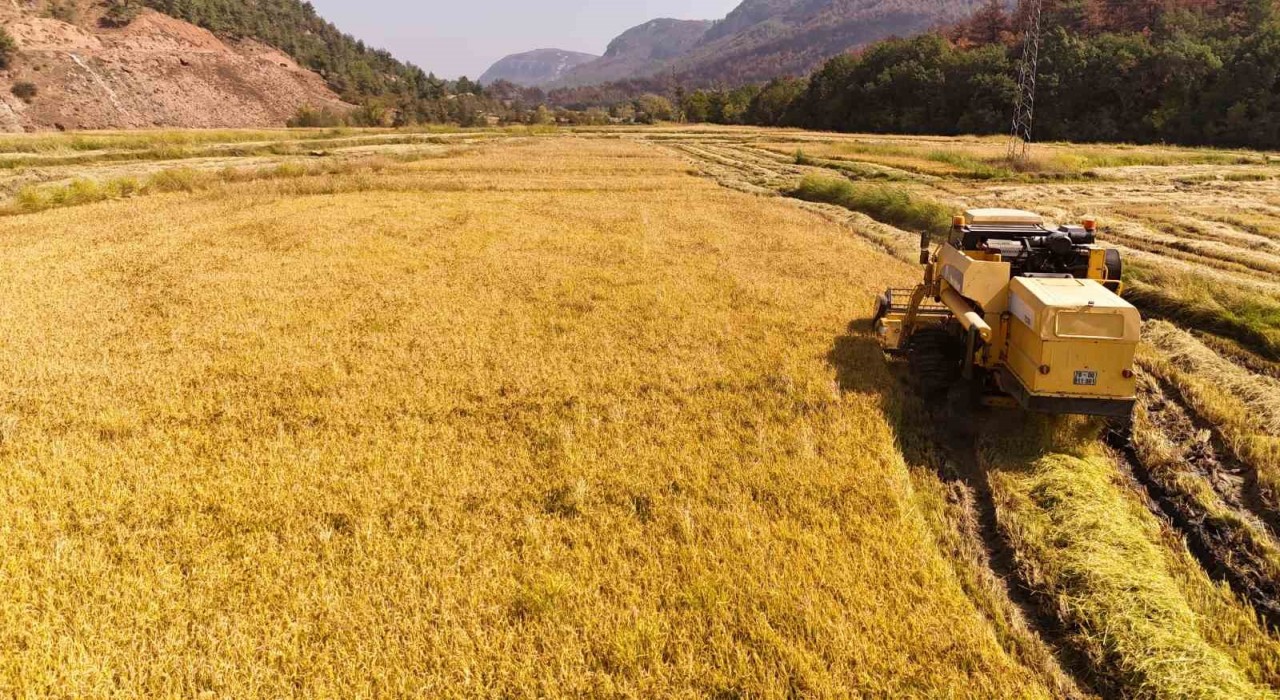 Aşırı sıcaklar beyaz altın çeltikte verimliliği düşürdü