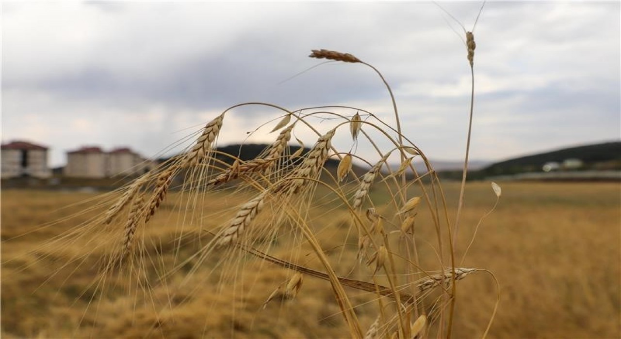Ata Tohumu Kavılcanın hasadı başladı
