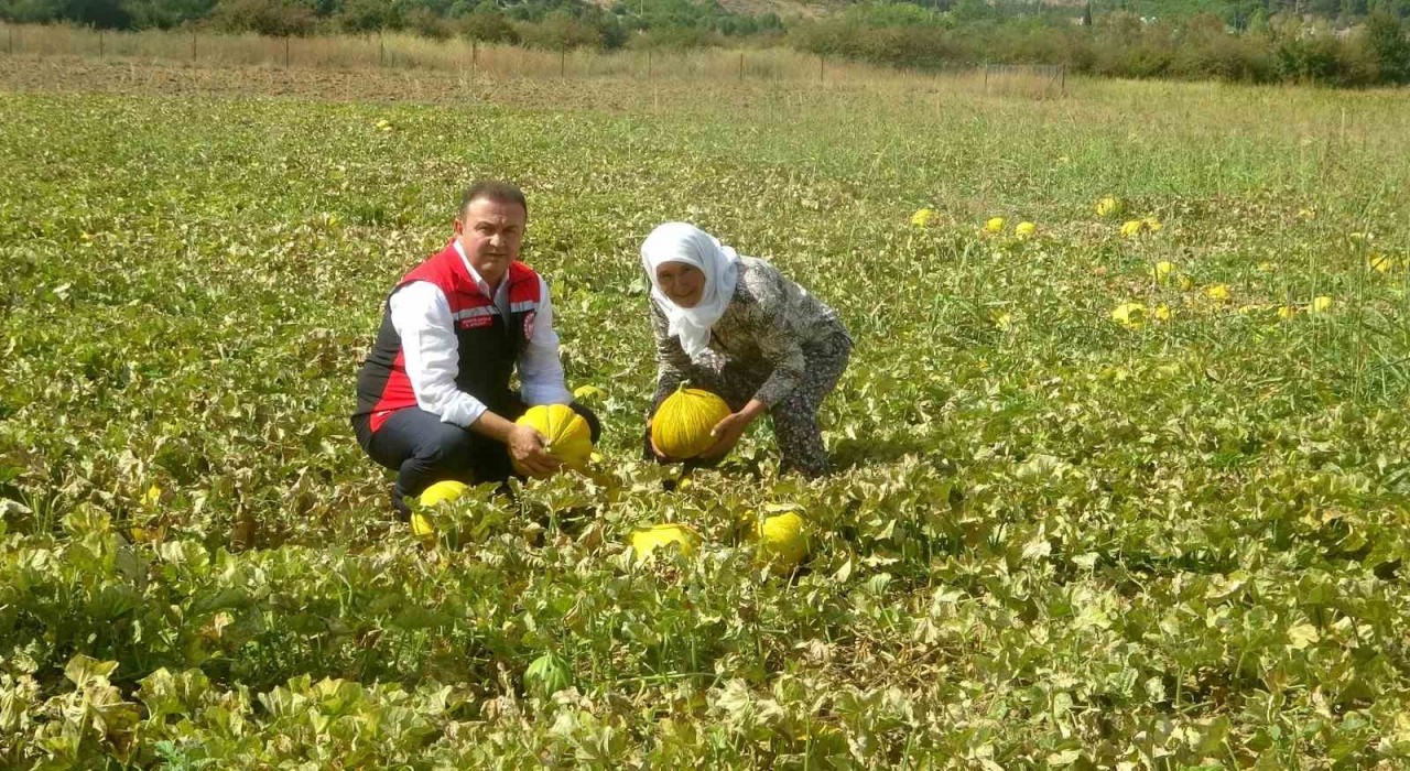 Ata tohumundan gelen miras: Yayla kavunu Karabağlarda yüz yıllardır yaşatılıyor