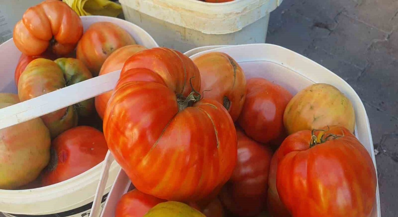 Ata tohumundan yetişen Mahman domatesi tezgahlarda yerini aldı