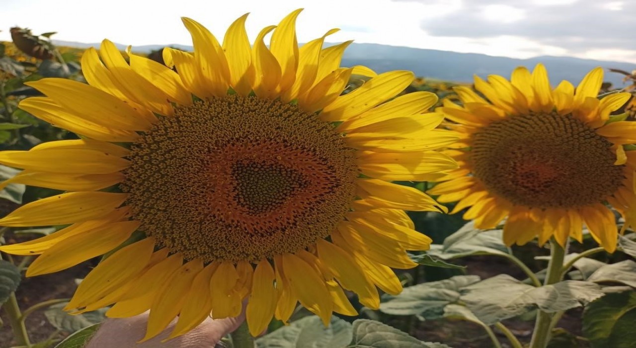 Ayçiçeği alım fiyatı açıklandı: Ton başına 29 bin lira