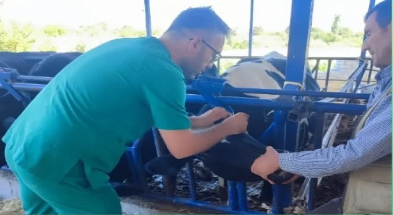 Aydın İl Tarım Müdürlüğünden üreticilere şap hastalığı uyarısı