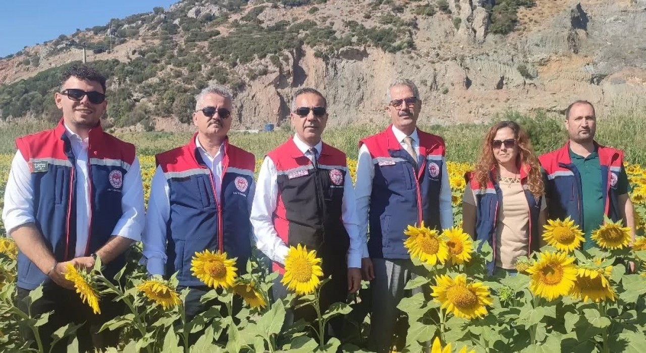 Aydında 95 bin dekar alanda ayçiçeği ekiliyor