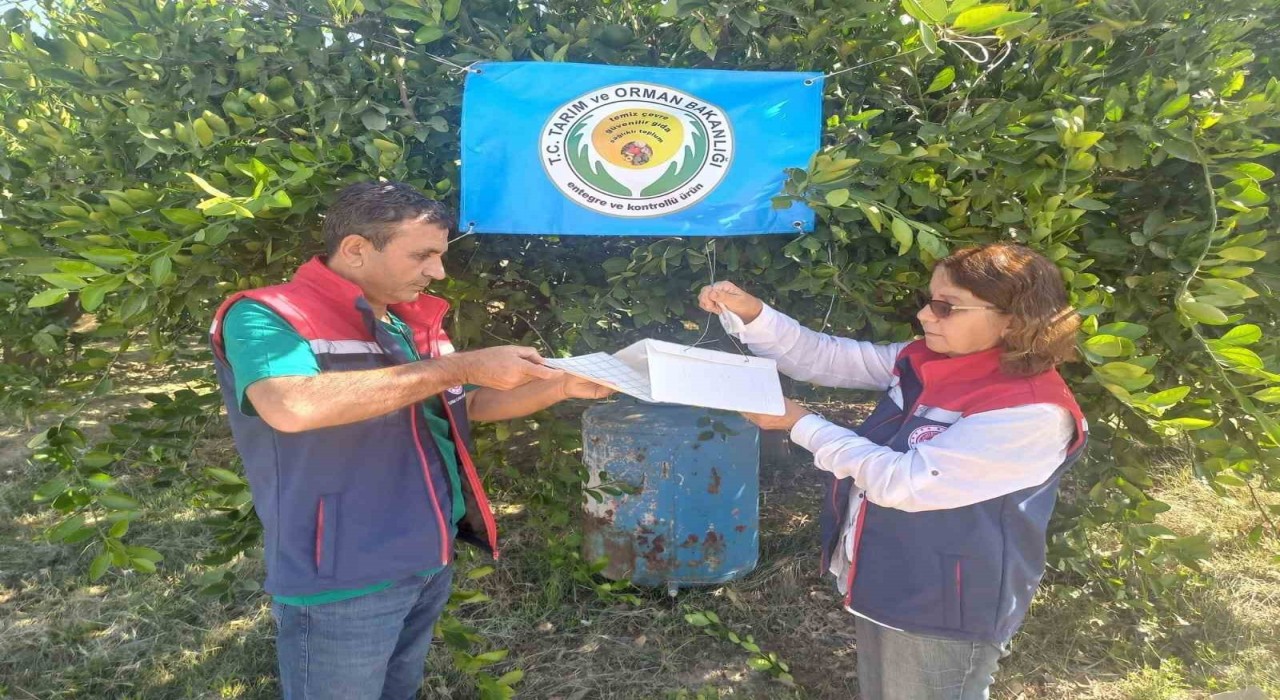 Aydında Akdeniz meyve sineği ile mücadele başladı