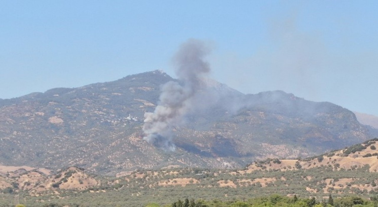 Aydında zirai alan yangını