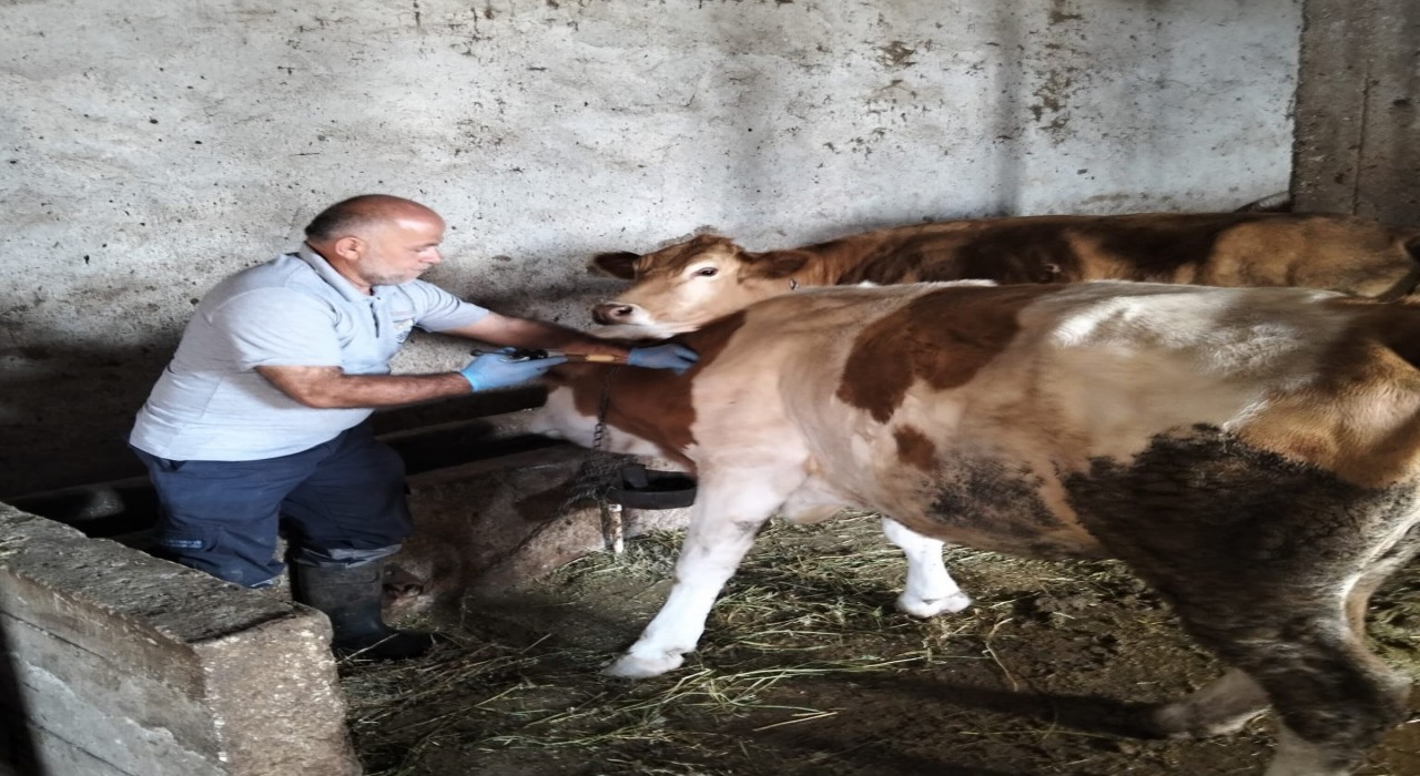 Aydıntepenin birçok köyünde şap aşılamaları tamamlandı