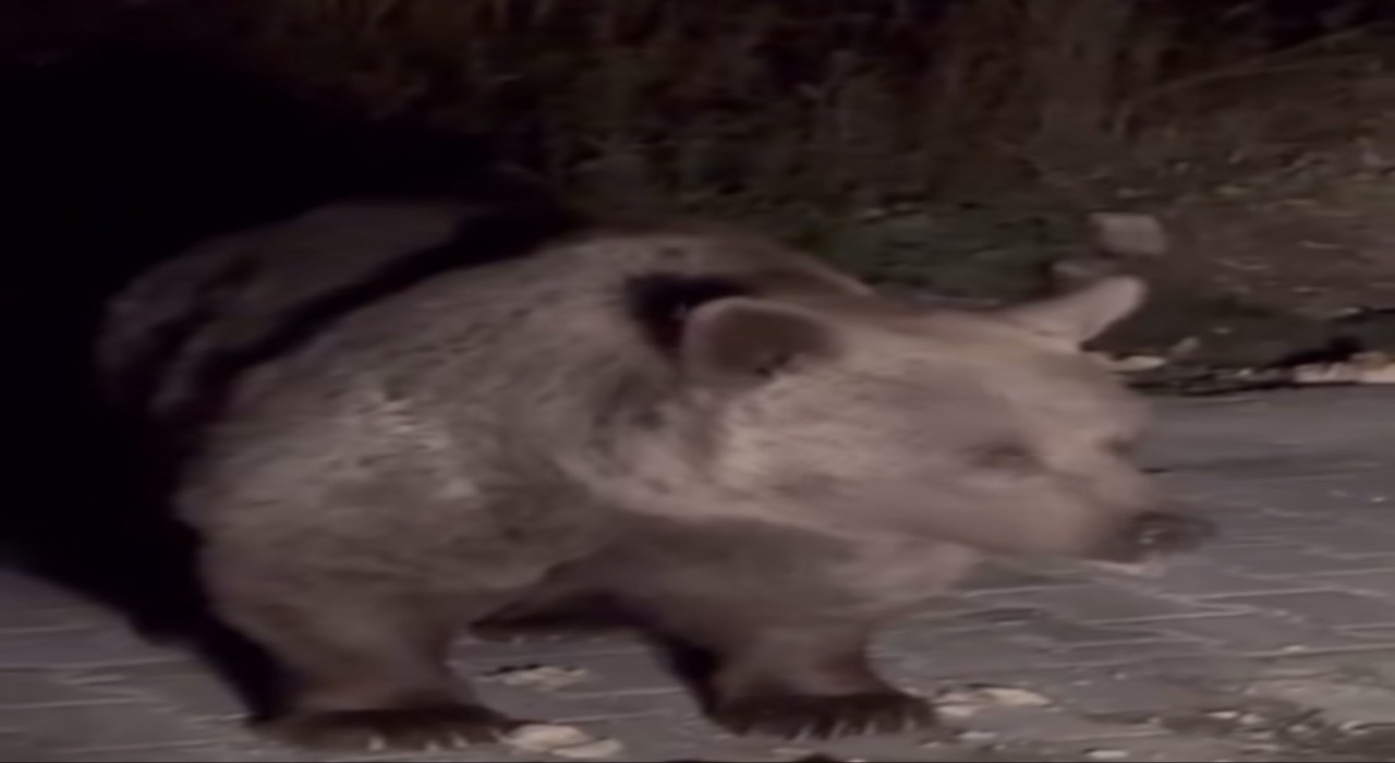 Ayı ailesini arabadan besledi, yavru ayı kaputa yaslandı