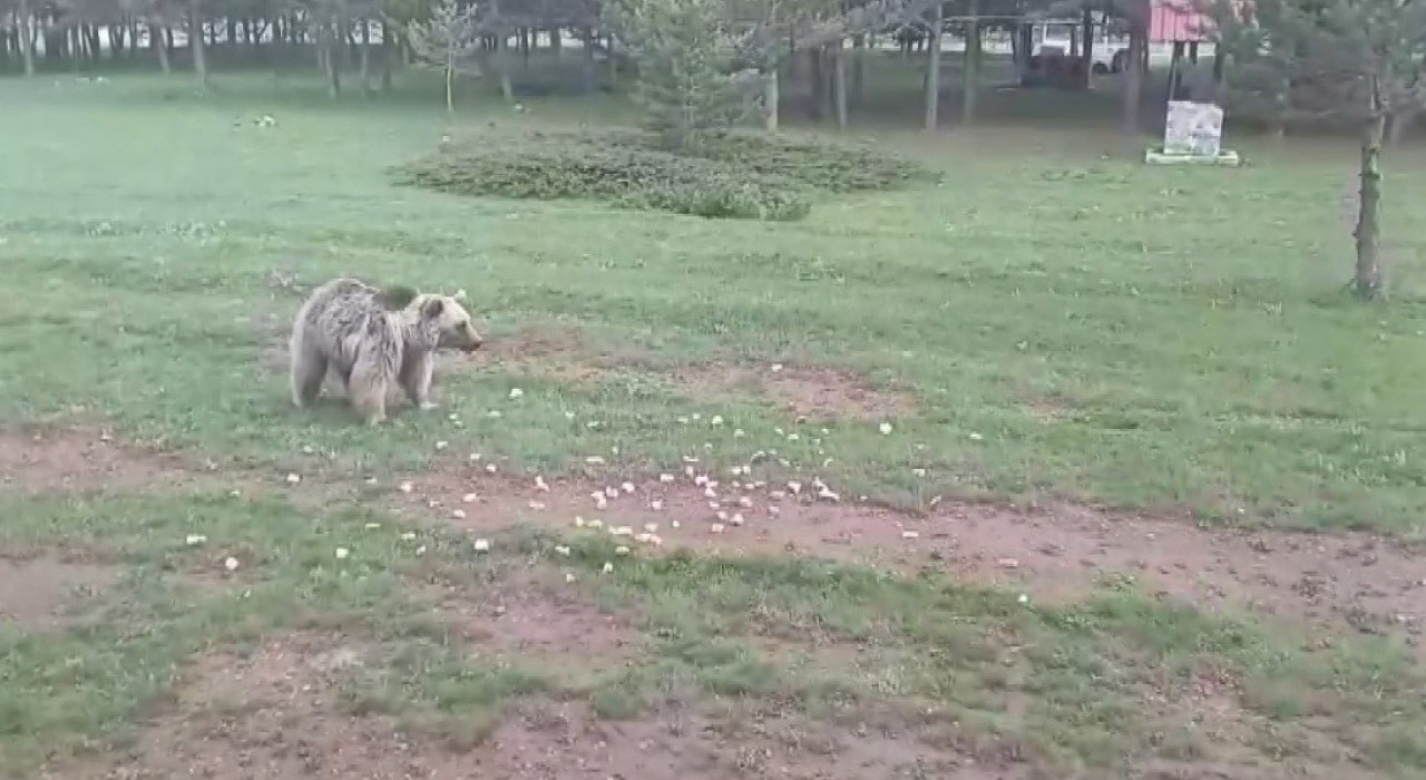 Ayıyı ekmekle doyurdular