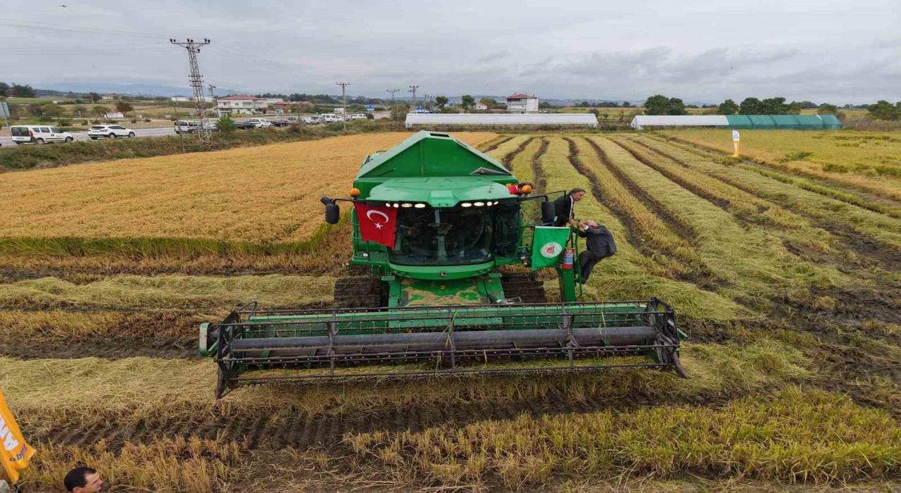 Bafra Ovasında çeltik hasadı başladı