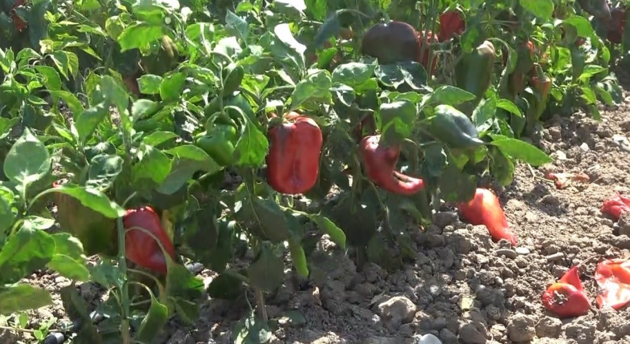 Bafra Ovasında kapya biber hasadı