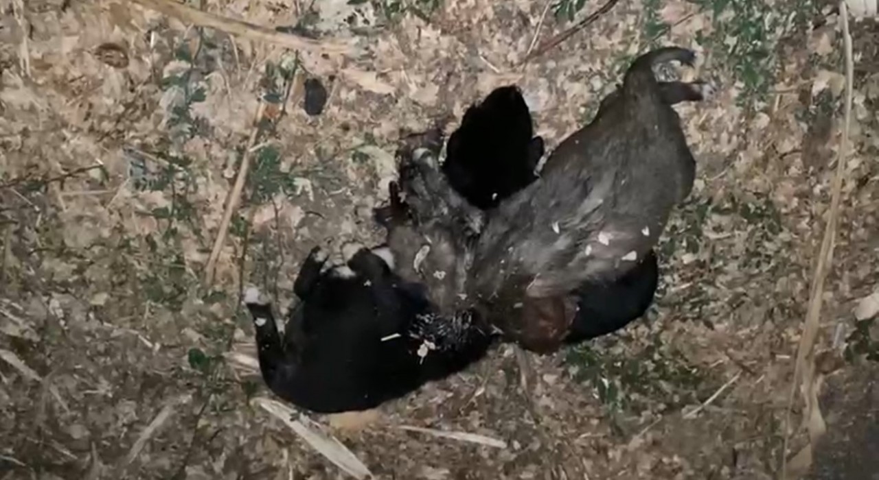 Bahçede iple boğulmuş 3 yavru köpek bulundu