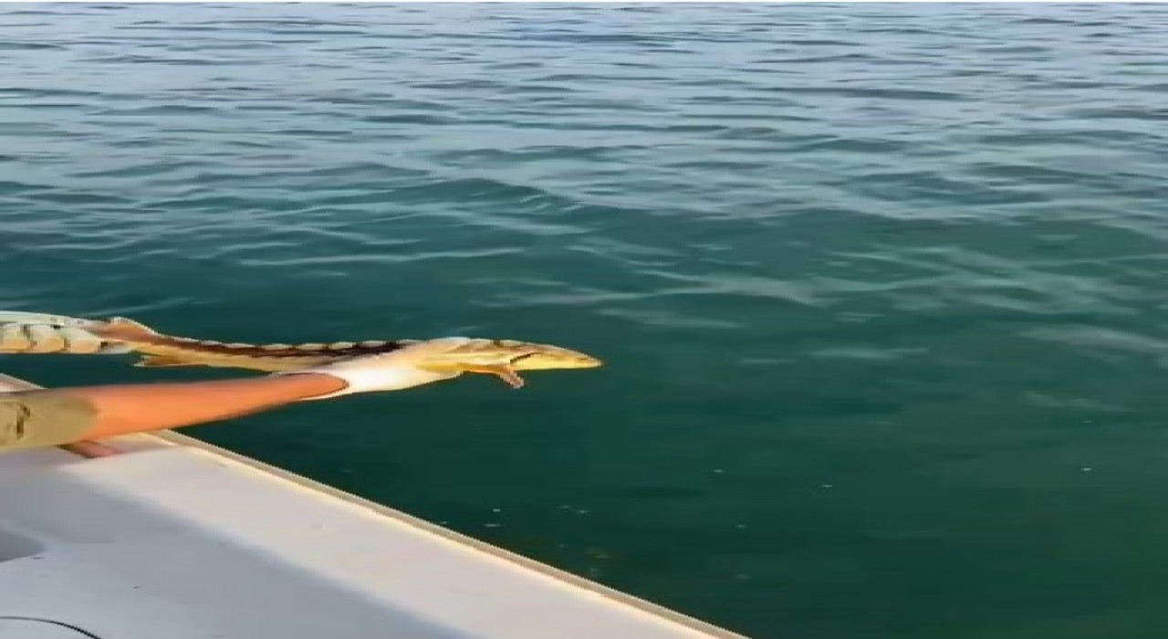 Balıkçılar ağlarına takılan nesli tehlike altındaki Mersin balığını geri denize bıraktı