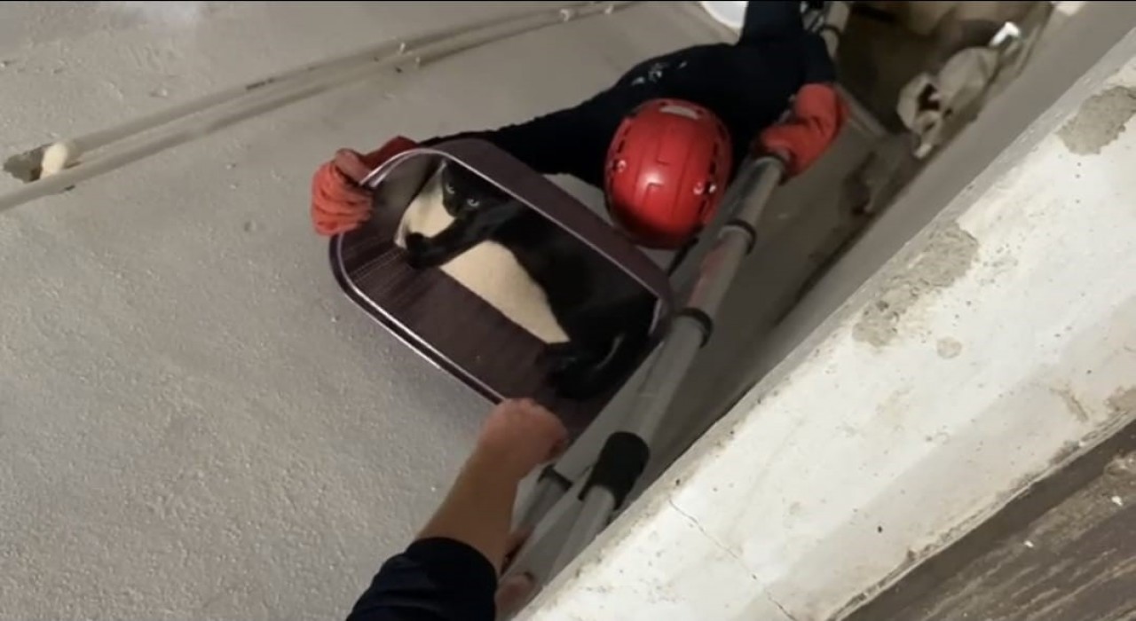 Balıkesirde apartman boşluğuna düşen kedi yaralı olarak kurtarıldı