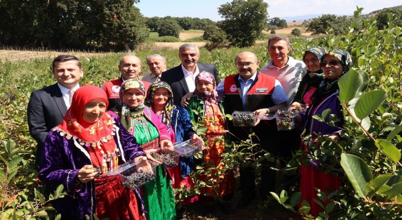 Balıkesirde ilk aronya hasadı