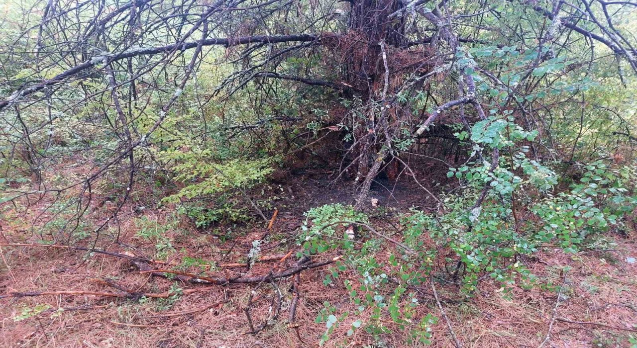 Bartında 1 saatte 4 ağaca yıldırım düştü