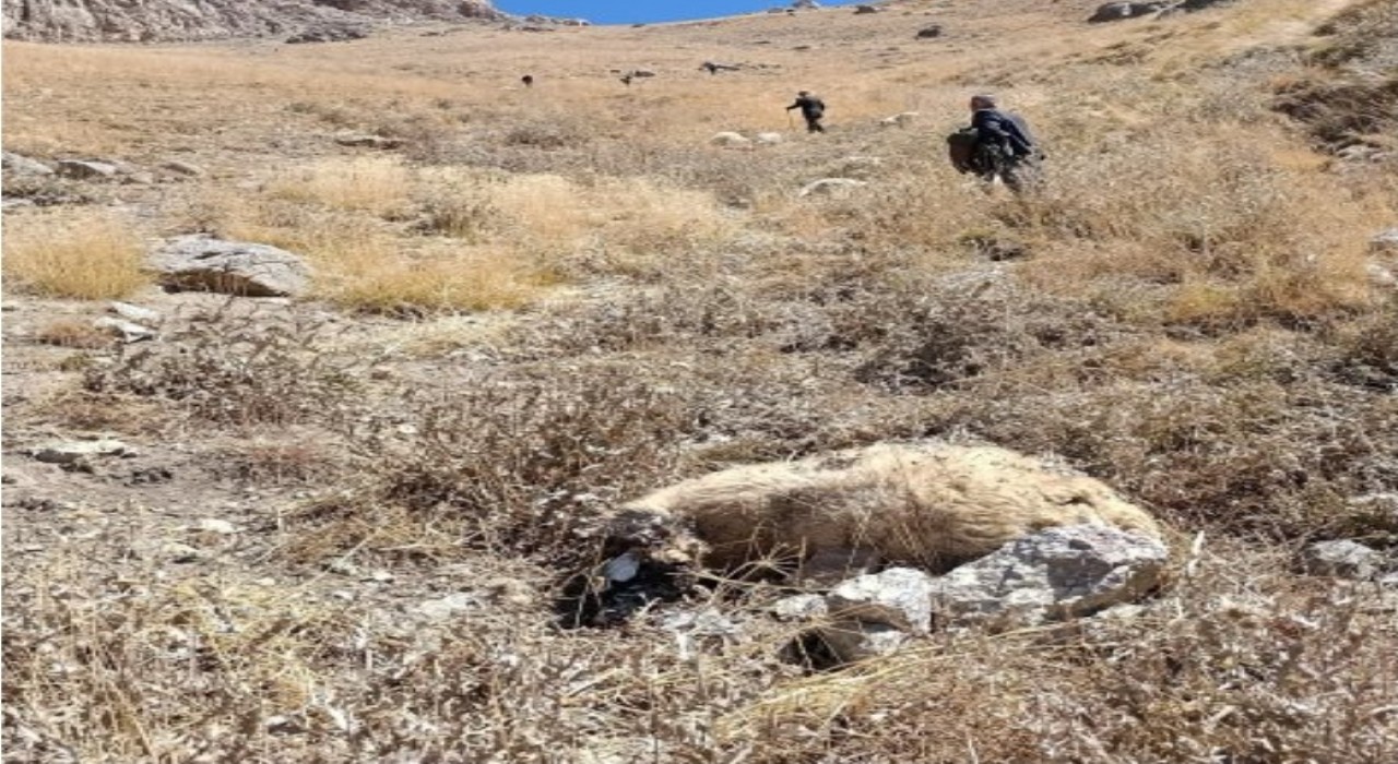 Başkalede kurt saldırısı: Onlarca koyun telef oldu