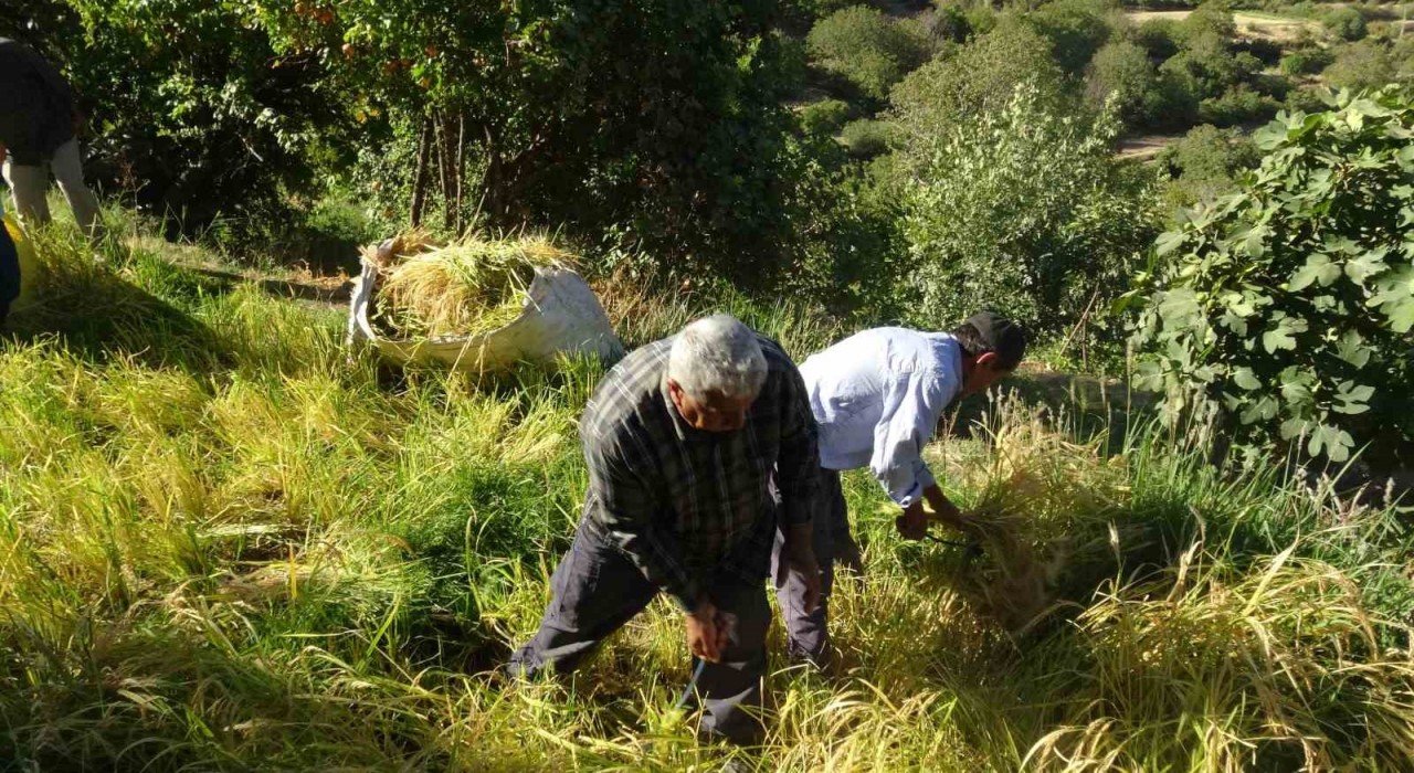Batmanda asırlardır orakla pirinç hasadı yapılıyor