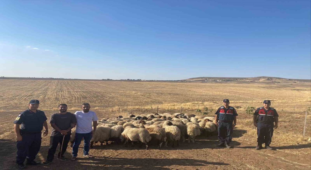Batmanda kayıp sürü jandarmanın dron ile bulundu