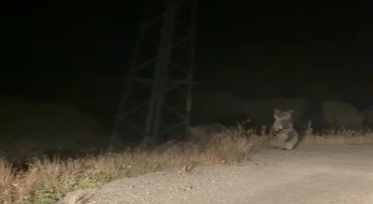 Bayburtta anne ve yavru ayının sinirli anları: Ayakları üzerinde araçtakileri korkutmaya çalıştılar