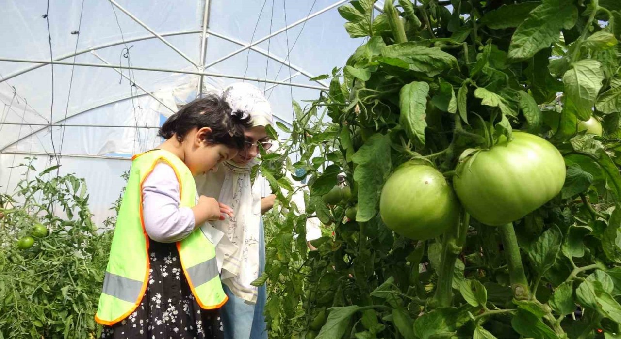 Bayburtta özel öğrenciler serada organik sebze hasadı yaptı