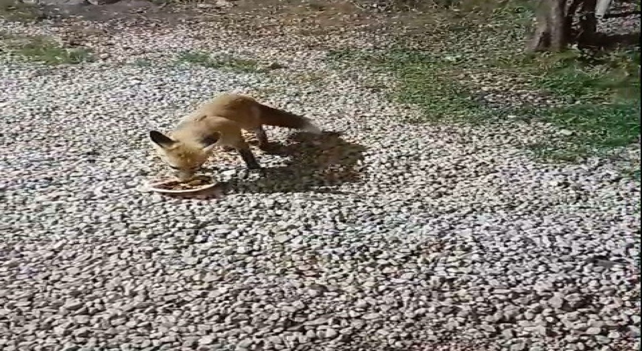 Bayburttaki alabalık tesisinin sadık misafiri Tilki Rıfkı her akşam balık yemeye geliyor