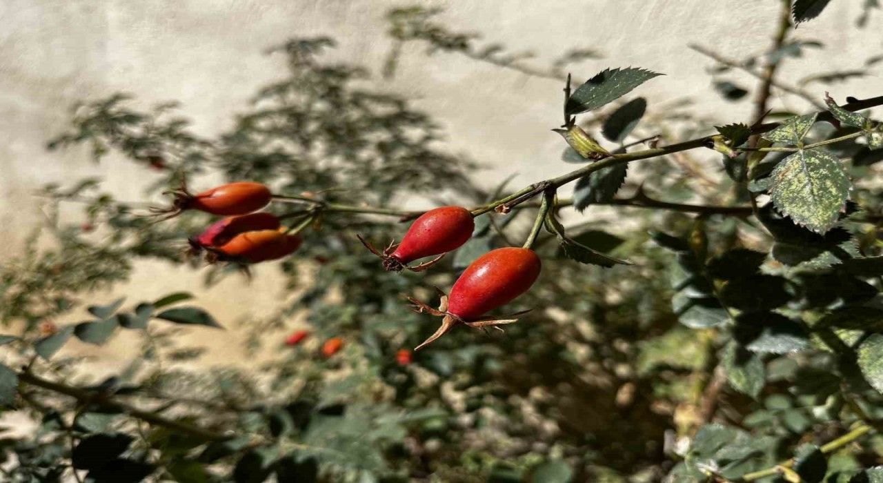 Bayburtun dağlarında kuşburnu bolluğu