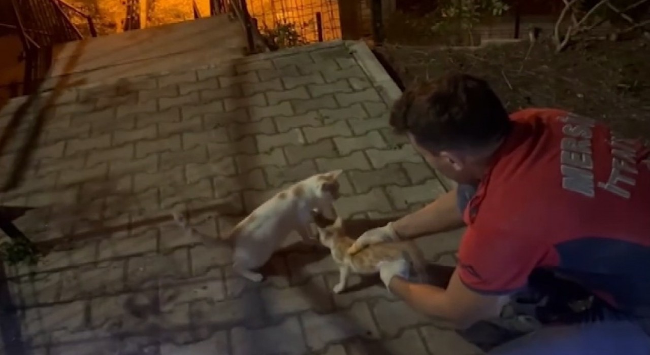 Beton blok arasında sıkışan yavru kediyi itfaiye ekipleri kurtardı