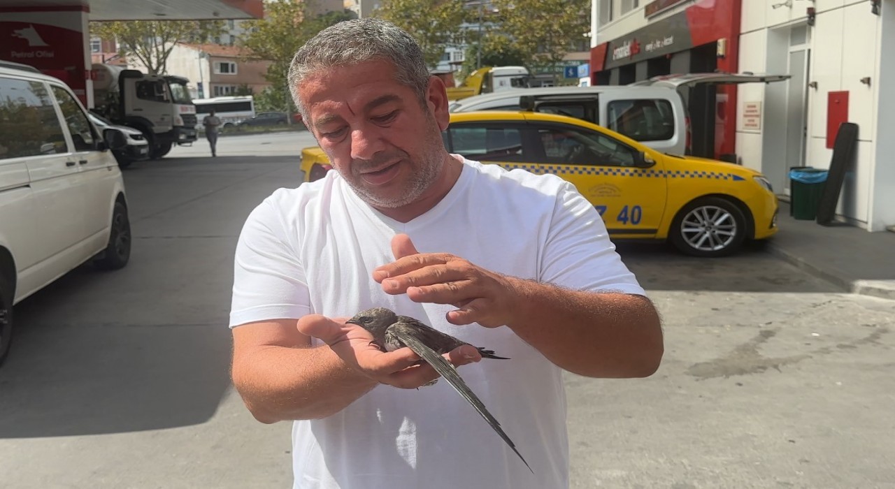 Beyoğlunda taksici bitkin halde bulduğu ebabil kuşunu korumaya aldı