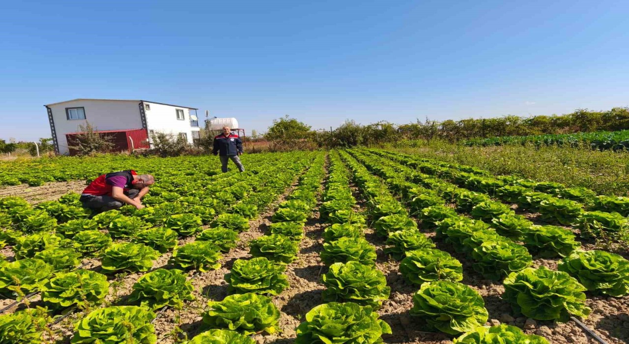Beyşehirde bitkisel üretim takip altında