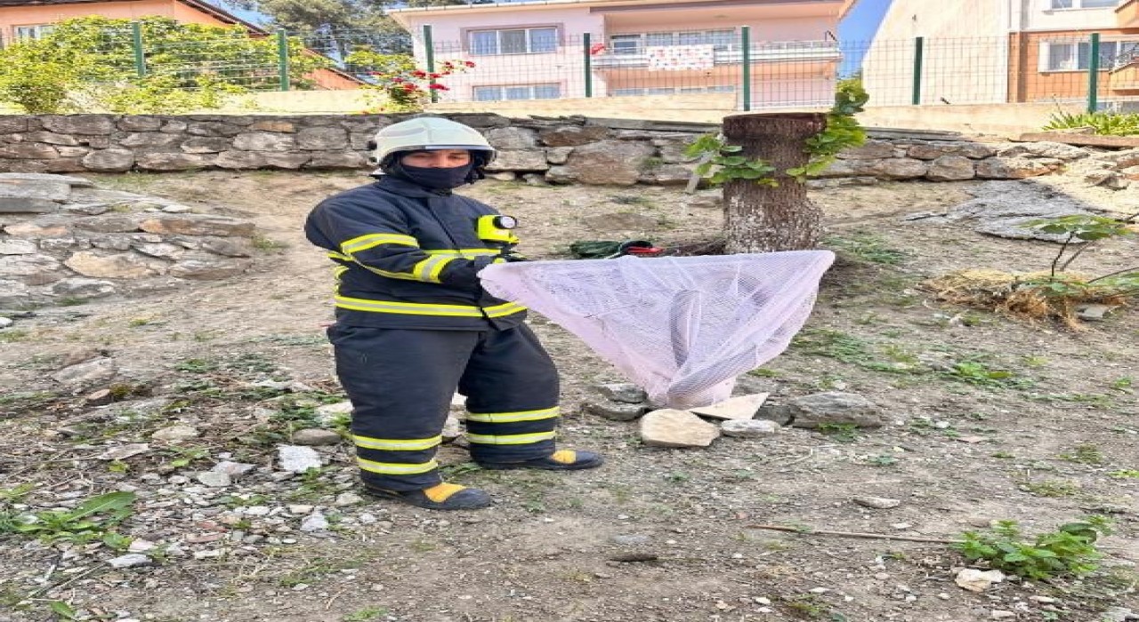 Bilecikte caddede yakalanan oluklu kertenkele doğaya salındı