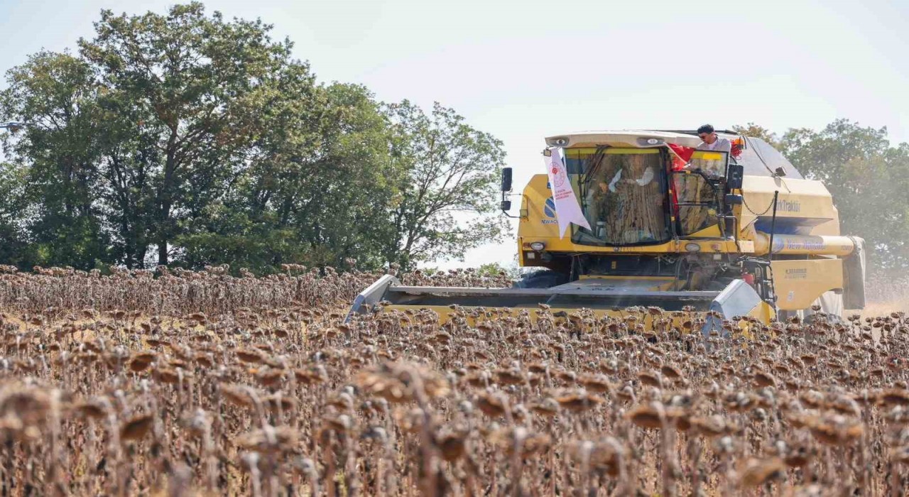 Bilecikte yağlık ayçiçeği ekim alanı 60 bin dekardan 111 bin dekara yükseldi