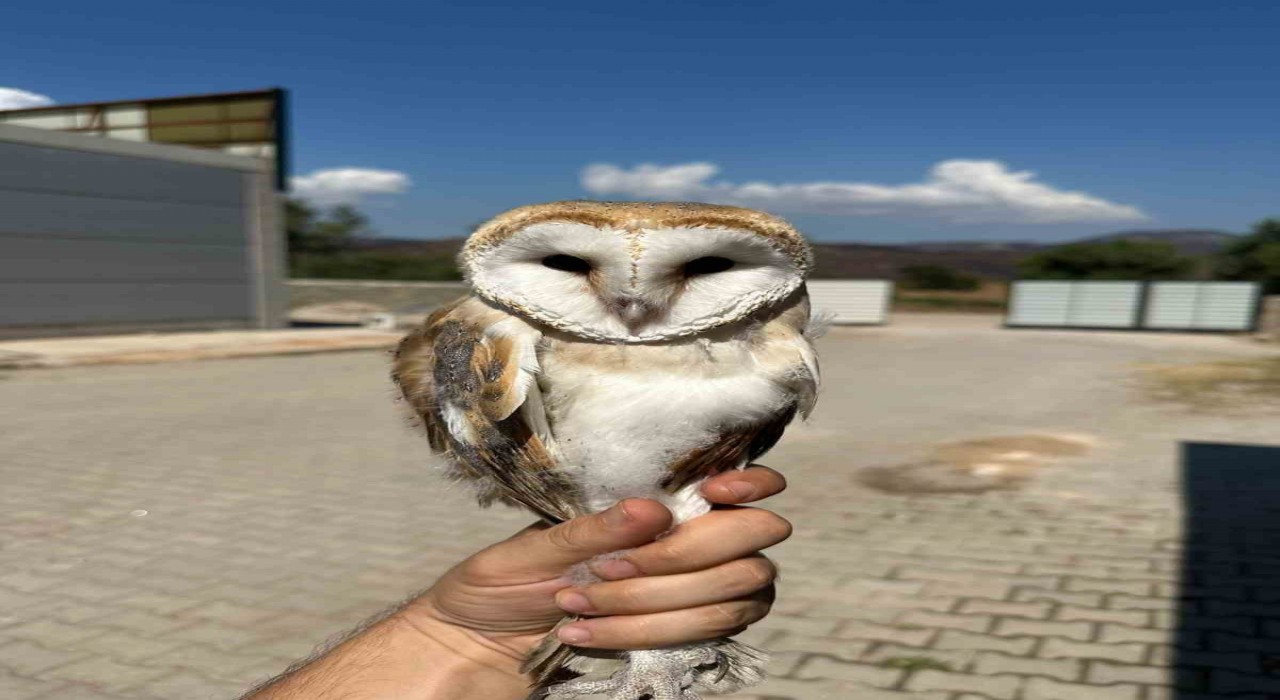 Bilecikte yaralı halde bulunan peçeli baykuş tedavisinin ardından doğaya bırakıldı