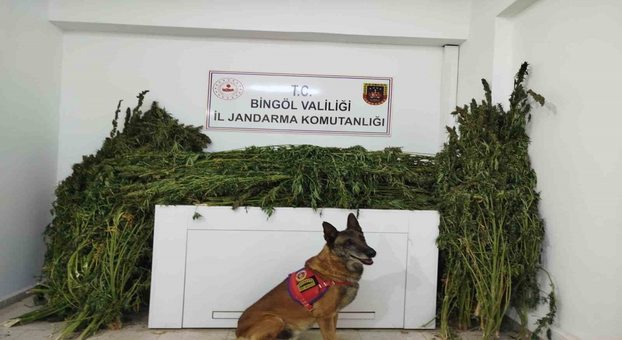 Bingölde 91 kilo esrar ele geçirildi