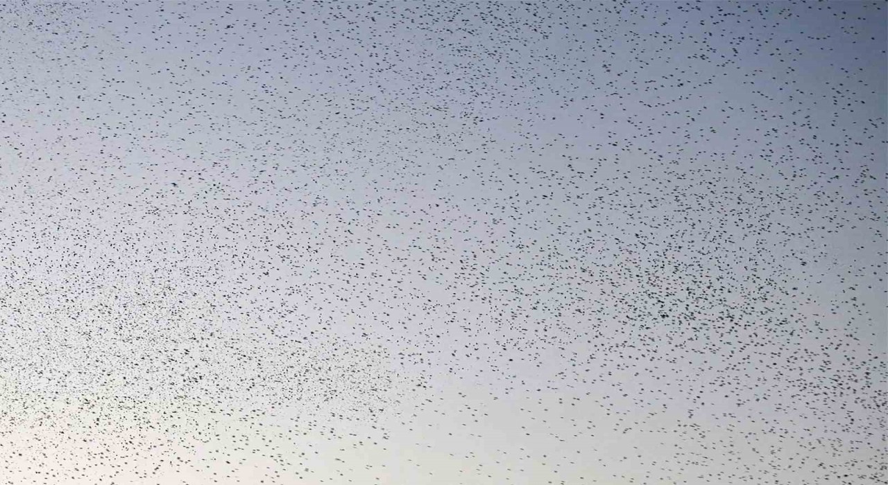 Bitlis semalarında binlerce kuş adeta dans etti